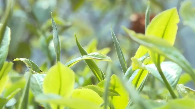 有关于临沧凤庆：2023年春茶迎来全面开采季的内容(3)