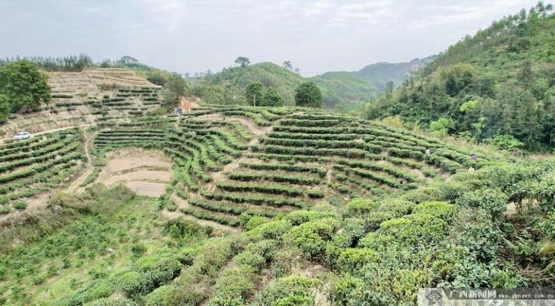 关于贵港市港南区：春茶开采忙的相关内容