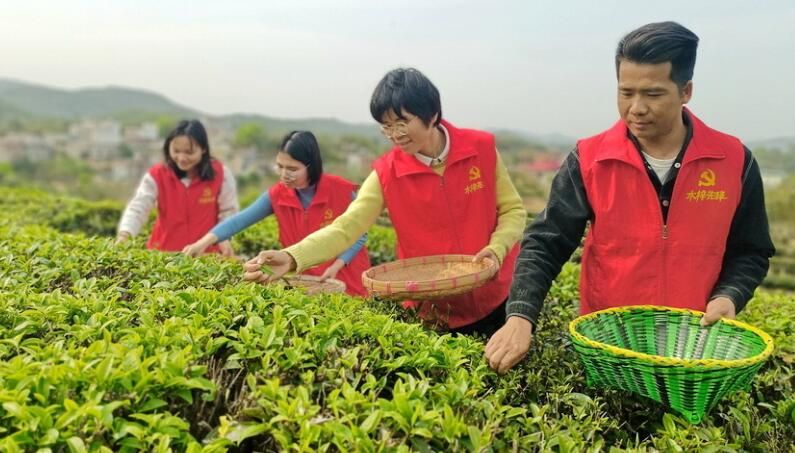 关于贵港市港南区：春茶开采忙的相关内容(1)