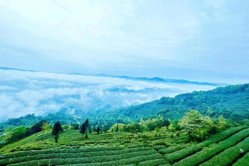 关于借助平台优势 做大雅茶产业——雅安市茶产业联合会召开第一届第三次会员大会的资讯