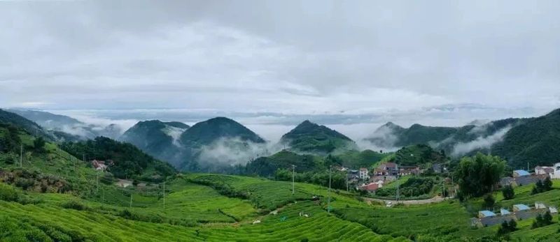 有关于2023“越乡杯”浙江省龙井茶炒制大赛开赛在即 龙井茶炒制大赛为什么选择嵊州？的内容