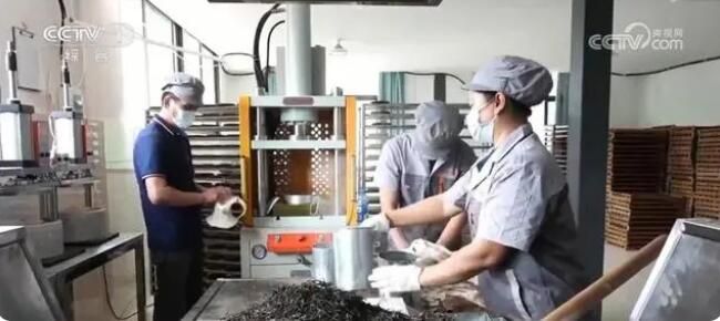 关于春意正浓茶飘香 茶农抢“鲜”喜摘致富“金叶子”的最新消息(3)