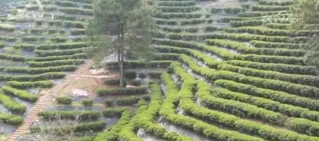 关于春意正浓茶飘香 茶农抢“鲜”喜摘致富“金叶子”的最新消息