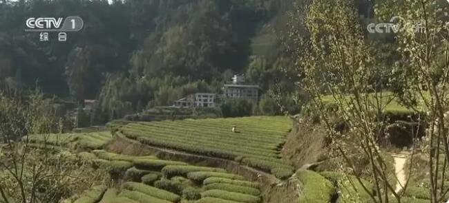 关于春意正浓茶飘香 茶农抢“鲜”喜摘致富“金叶子”的最新消息(1)
