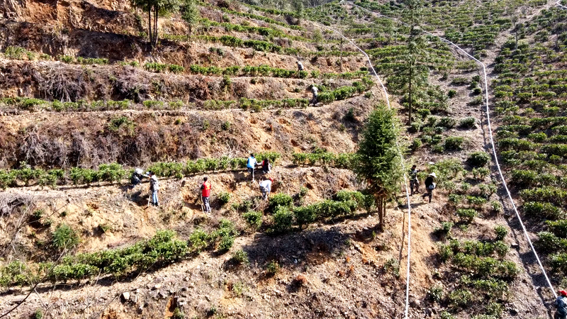 关于“小火车”惊现太平高山茶园的新闻(3)