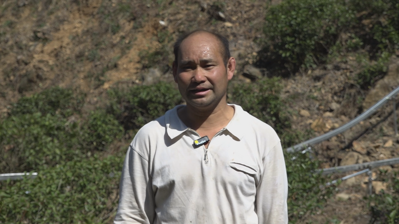 关于“小火车”惊现太平高山茶园的新闻(8)