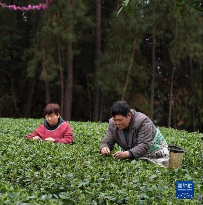 有关于贵州凤冈：春日里采茶忙的相关内容(2)
