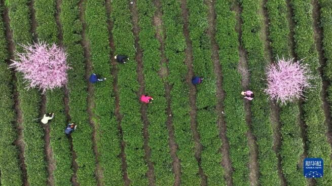 有关于贵州凤冈：春日里采茶忙的相关内容(5)