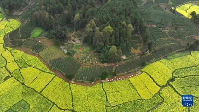 有关于贵州凤冈：春日里采茶忙的相关内容