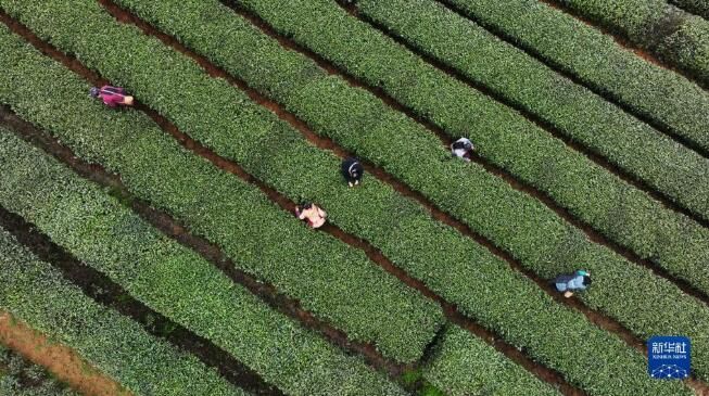 有关于贵州凤冈：春日里采茶忙的相关内容(3)