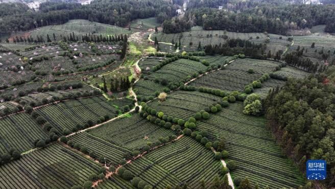 有关于贵州凤冈：春日里采茶忙的相关内容(4)