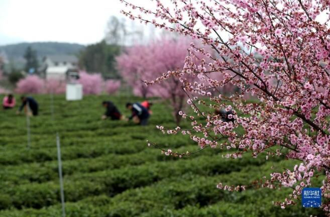 有关于贵州凤冈：春日里采茶忙的相关内容(6)