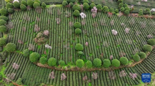 有关于贵州凤冈：春日里采茶忙的相关内容(1)