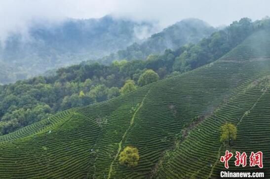 有关于春分时节江西茶农抢抓时机采摘春茶的相关信息(1)