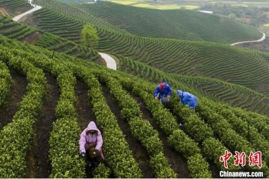有关于春分时节江西茶农抢抓时机采摘春茶的相关信息(2)
