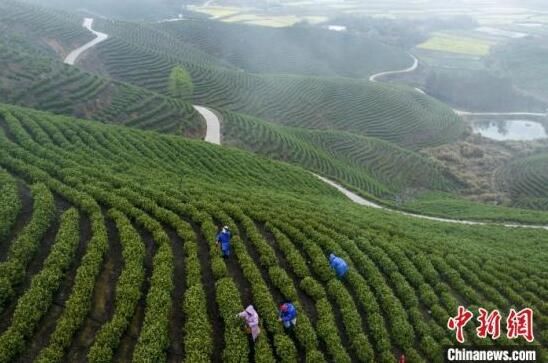 有关于春分时节江西茶农抢抓时机采摘春茶的相关信息(4)