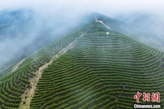 有关于春分时节江西茶农抢抓时机采摘春茶的相关信息(3)