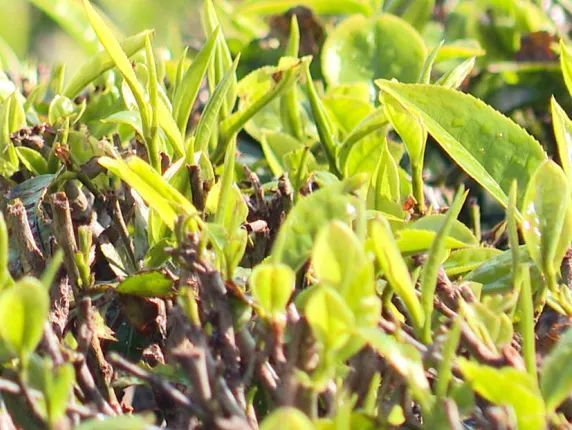 关于墨江：春芽吐新绿 采茶正当时的相关内容(11)