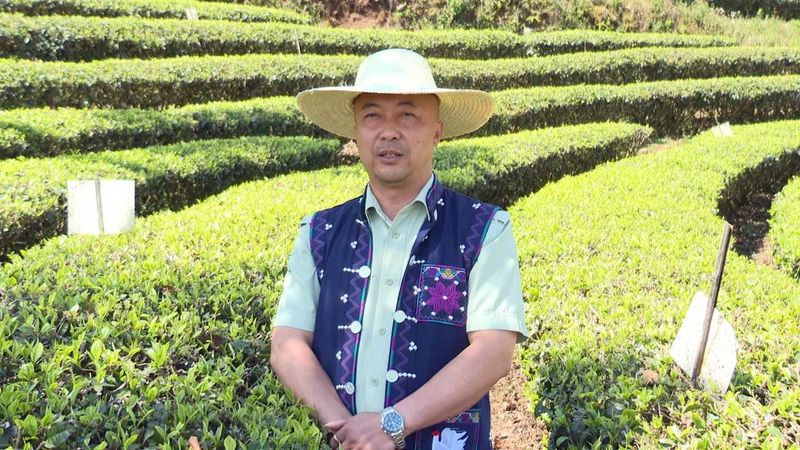 关于墨江：春芽吐新绿 采茶正当时的相关内容(6)