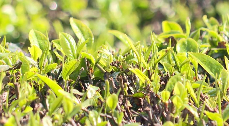 关于墨江：春芽吐新绿 采茶正当时的相关内容(3)