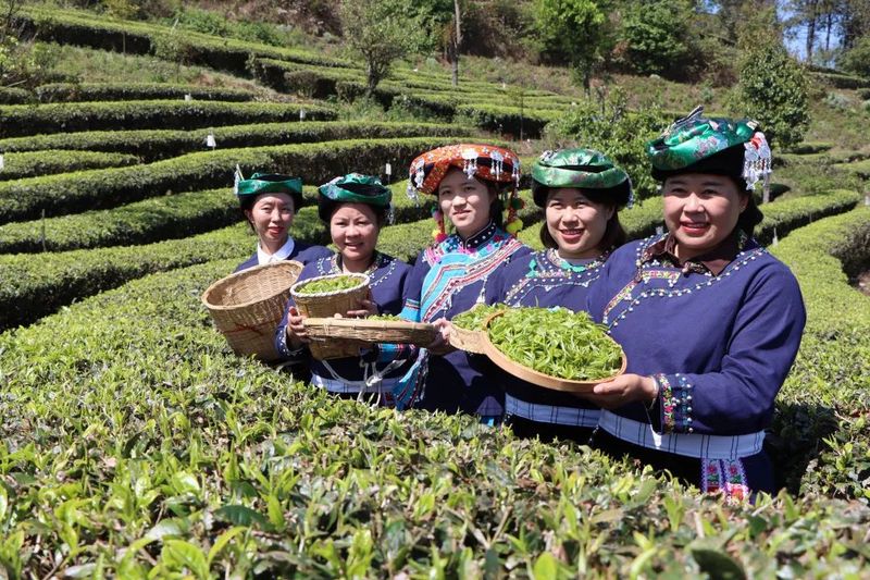 关于墨江：春芽吐新绿 采茶正当时的相关内容(13)