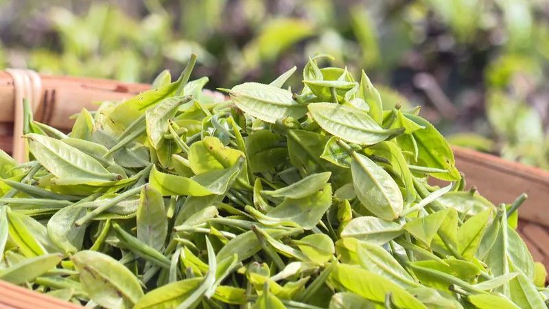 关于墨江：春芽吐新绿 采茶正当时的相关内容(5)