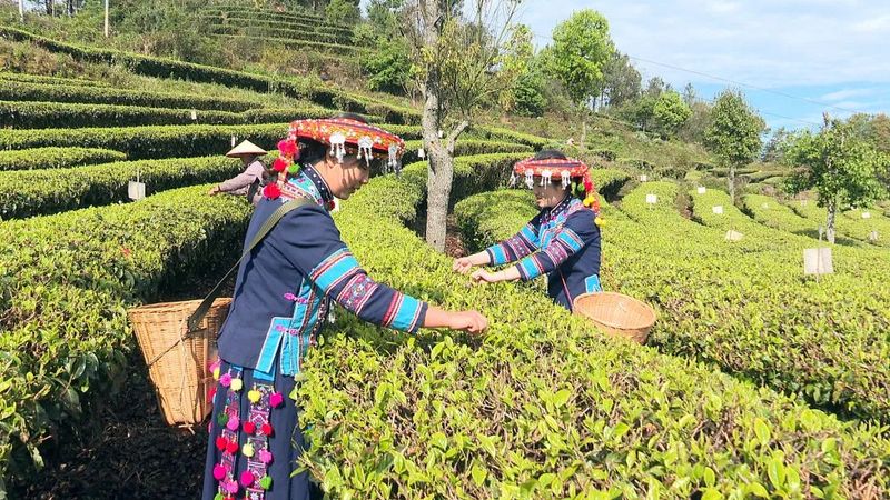 关于墨江：春芽吐新绿 采茶正当时的相关内容(1)