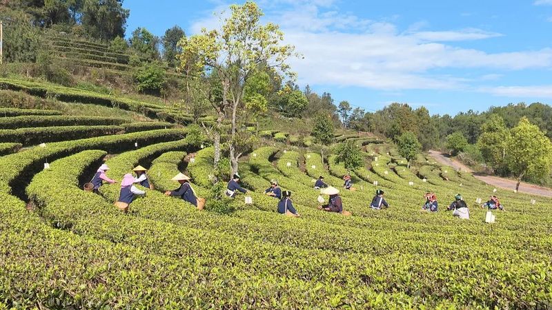 关于墨江：春芽吐新绿 采茶正当时的相关内容