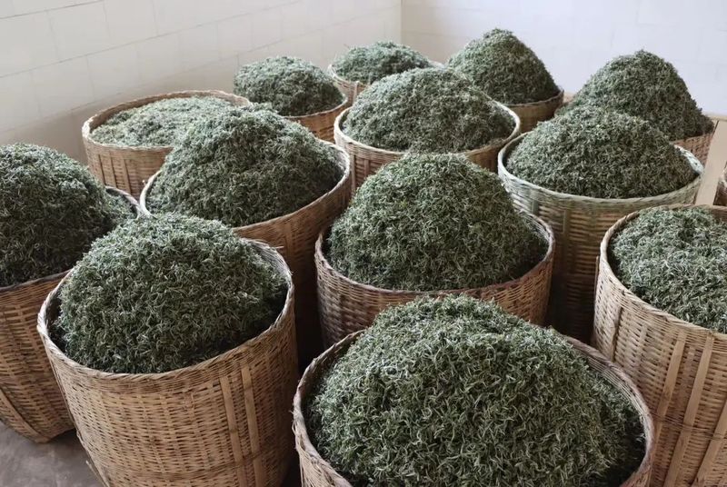 关于墨江：春芽吐新绿 采茶正当时的相关内容(8)