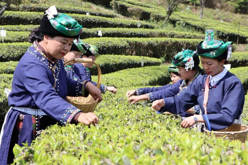 关于墨江：春芽吐新绿 采茶正当时的相关内容(9)
