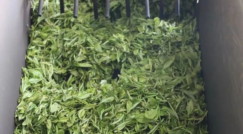 关于墨江：春芽吐新绿 采茶正当时的相关内容(7)