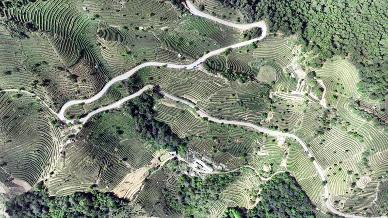 关于墨江：春芽吐新绿 采茶正当时的相关内容(14)