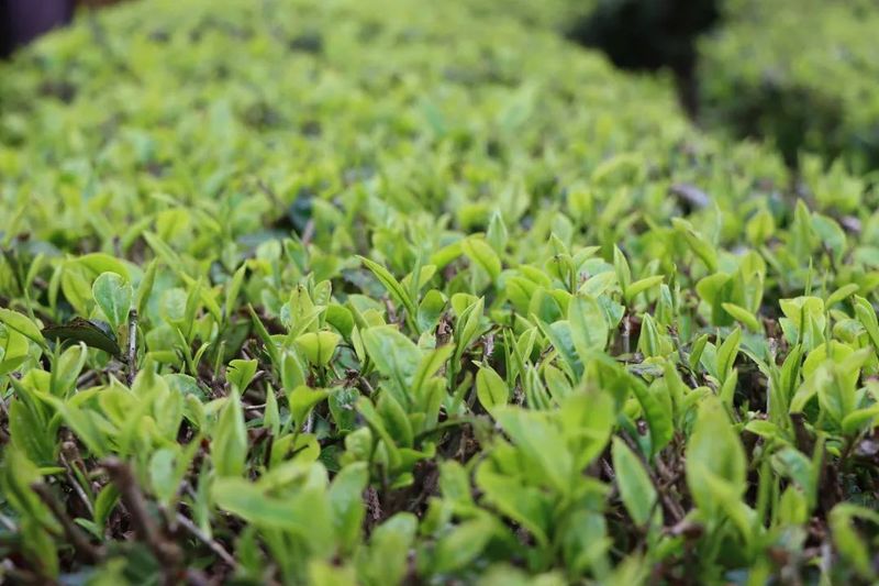 关于墨江：春芽吐新绿 采茶正当时的相关内容(10)