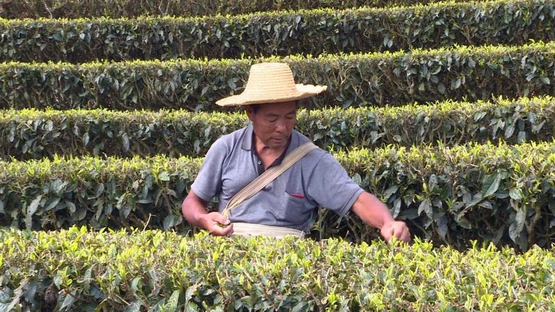 关于墨江：春芽吐新绿 采茶正当时的相关内容(4)