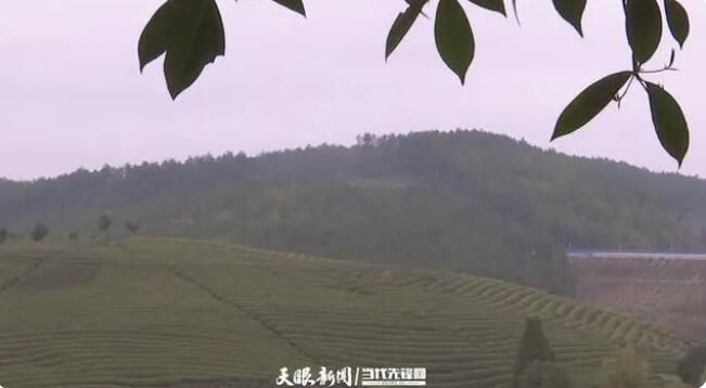 关于遵义播州区团溪镇：千亩茶园溢芳香 春茶采摘正当时的新闻(1)