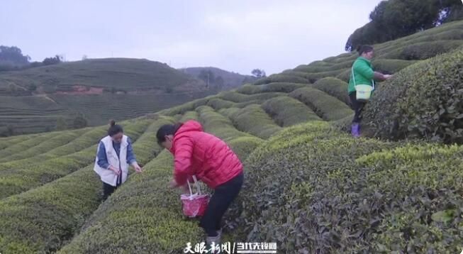 关于遵义播州区团溪镇：千亩茶园溢芳香 春茶采摘正当时的新闻