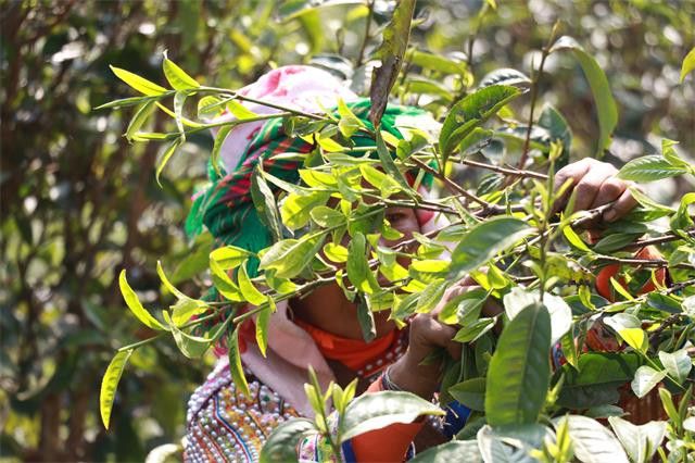 有关于2023年冰岛坝歪古树春茶价格2000-3500元的相关信息(2)