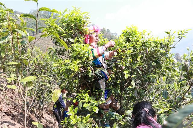 有关于2023年冰岛坝歪古树春茶价格2000-3500元的相关信息(1)