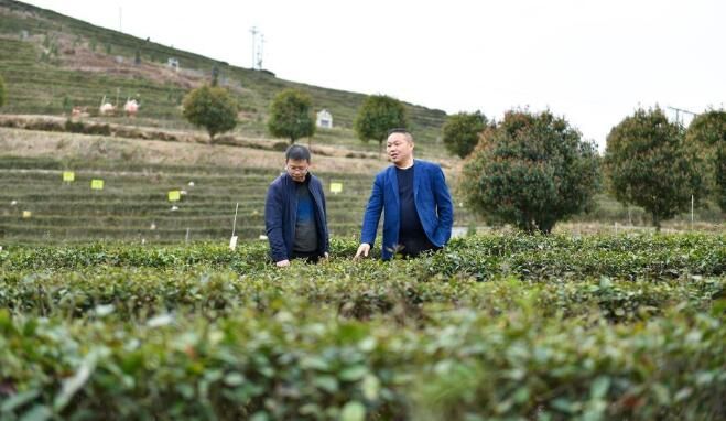 有关于湖南渠江源村 雪峰深处奏响茶旅融合发展“新乐章”的内容(1)