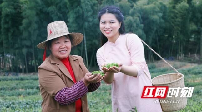 关于湖南衡东：春茶飘香采摘忙的最新消息(4)