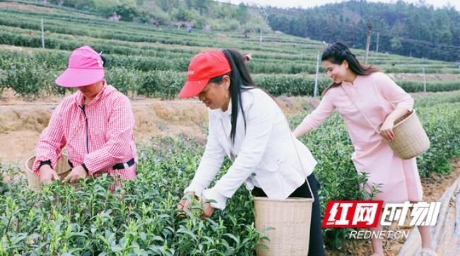 关于湖南衡东：春茶飘香采摘忙的最新消息(3)
