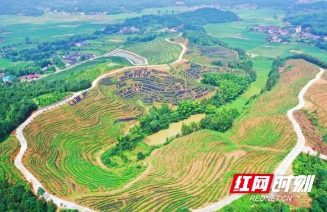 关于湖南衡东：春茶飘香采摘忙的最新消息