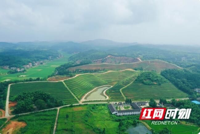 关于湖南衡东：春茶飘香采摘忙的最新消息(1)