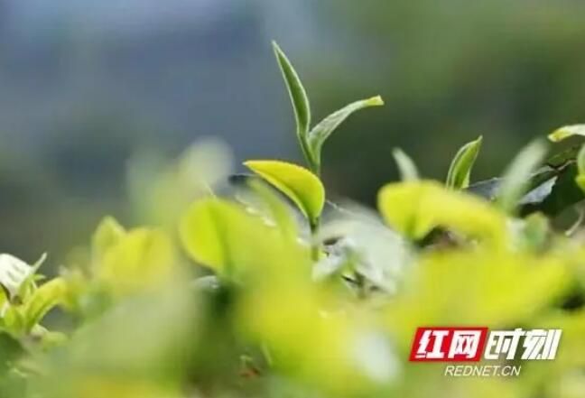 关于湖南衡东：春茶飘香采摘忙的最新消息(2)