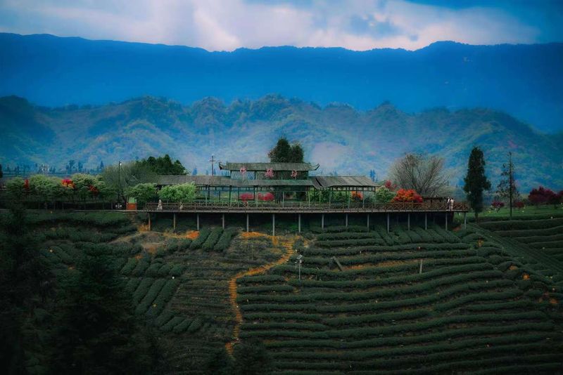 有关于三茶统筹·名山模式现场会在雅安名山隆重举办的消息(11)