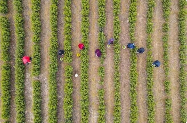 有关于安徽庐江：春茶飘香采摘忙的新闻