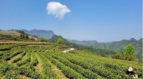 关于秀山：采茶踏青正当时 芭茅茶园喜获丰收的相关信息