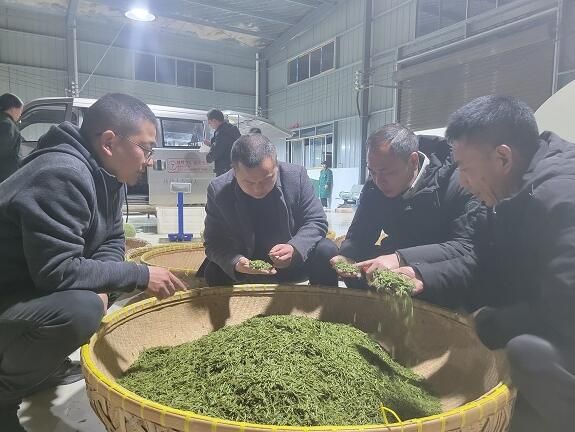 关于秀山：采茶踏青正当时 芭茅茶园喜获丰收的相关信息(1)