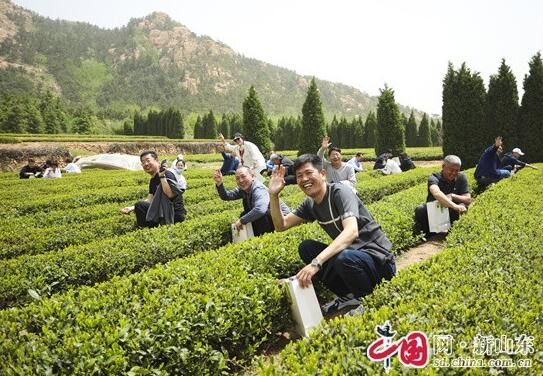 关于青岛即墨鳌山卫街道：春茶飘香 助推乡村振兴的信息(1)