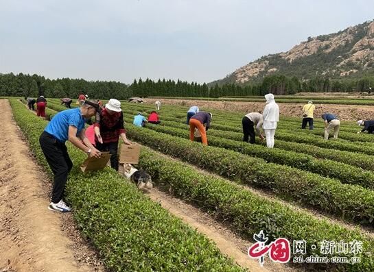 关于青岛即墨鳌山卫街道：春茶飘香 助推乡村振兴的信息(2)